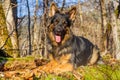 Cute German shepherd is resting on the ground in the park on a sunny day Royalty Free Stock Photo