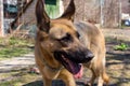 Cute german shepherd sheepdog with big tongue standing in beautiful pose. Brown sheepdog in park. Police breed dog. Royalty Free Stock Photo