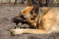 Cute german shepherd sheepdog gnaws wooden stick. Brown sheepdog in park. Young predator concept. Police breed dog. Royalty Free Stock Photo