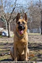 Cute german shepherd sheepdog sitting in beautiful pose. Brown sheepdog in park. Young predator concept. Police breed dog.