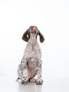 German shorthair pointer puppy