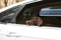 Cute German Shorthaired Pointer dog peeking out window while waiting for owner in car. Adorable pet