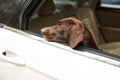 Cute German Shorthaired Pointer dog peeking out window while waiting for owner in car. Adorable pet