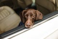 Cute German Shorthaired Pointer dog peeking out window while waiting for owner in car. Adorable pet