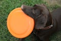 Cute German Shorthaired Pointer dog playing with flying disk in park, closeup Royalty Free Stock Photo