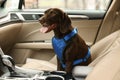 Cute German Shorthaired Pointer dog waiting for owner on front seat of car. Adorable pet Royalty Free Stock Photo