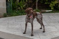 Cute German Shorthaired Pointer hunting birds in the backyard Royalty Free Stock Photo