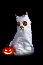 Cute ghost on a black background - a cat in a ghost costume