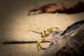 Cute Ghost crab (Ocypodinae) climbing up driftwood lying in the sand