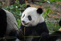 Cute giant panda bear eating fresh green bamboo Royalty Free Stock Photo