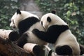 Cute Giant Panda Bear Cub Play, Beijing Zoo China Royalty Free Stock Photo