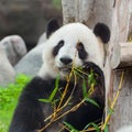 Cute giant panda bear eating fresh green bamboo Royalty Free Stock Photo