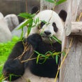 Cute giant panda bear eating fresh green bamboo Royalty Free Stock Photo