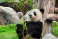 Cute giant panda bear eating fresh green bamboo Royalty Free Stock Photo