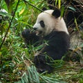 Cute giant panda bear eating fresh green bamboo Royalty Free Stock Photo