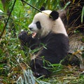 Cute giant panda bear eating fresh green bamboo Royalty Free Stock Photo