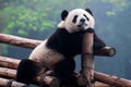 Cute giant panda bear posing for camera