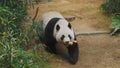 Cute giant panda bear walking Royalty Free Stock Photo