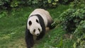 Cute giant panda bear walking Royalty Free Stock Photo