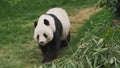 Cute giant panda bear walking Royalty Free Stock Photo