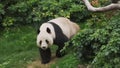 Cute giant panda bear walking Royalty Free Stock Photo