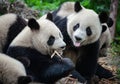 Cute giant panda bears eating bamboo in forest in China. Royalty Free Stock Photo