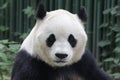 Close up Giant Panda`s Face Royalty Free Stock Photo