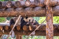 Cute Giant panda at Beijing Zoo