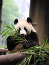 A cute giant panda sitting on a wood