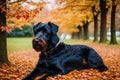Cute Giant Schnauzer. Portrait of a beautiful Giant Schnauzer dog in the park. Generative AI