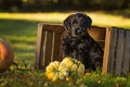 Cute giant schnauzer puppy