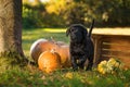 Cute giant schnauzer puppy with pumpkins