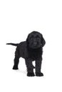 Cute Giant Schnauzer puppy sitting looking away isolated on a white background