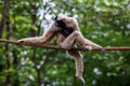 Cute Gibbon (Hylobatidae) sitting on a rope with trees in the background