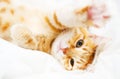 Cute ginder cat. Royalty Free Stock Photo