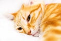 Cute ginder cat. Royalty Free Stock Photo
