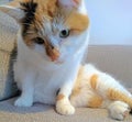 Cute ginger black and white cat with a mischievous look