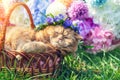 Cute ginger British shorthair cat relaxing in a basket near flowers Royalty Free Stock Photo