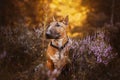 Cute ginger bull terrier is sitting among the pink heather flowers in the autumn forest, illuminated by the rays of the setting Royalty Free Stock Photo