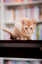 Cute ginger cat Royalty Free Stock Photo