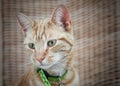 Cute ginger cat Royalty Free Stock Photo