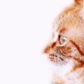 Cute Ginger Cat Royalty Free Stock Photo