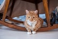 Cute ginger cat with an addressee on his neck lies under a wooden chair