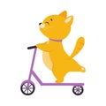 Cute Ginger Cat Character Riding Kick Scooter Vector Illustration Royalty Free Stock Photo