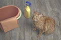 Cute ginger cat beside cleaning equipment looking innocent up to the camera. Royalty Free Stock Photo