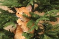 Cute Ginger Cat Climbing the Christmas Tree Royalty Free Stock Photo