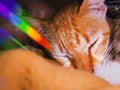 Cute ginger cat close-up sleeping in dark room with happy human. Orange white kitty sleeping peacefully in bed with Royalty Free Stock Photo