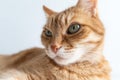 Cute ginger cat closeup. Green eyes. White background. Selective focus. Copyspace for your text. Adorable home pet stock