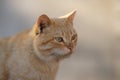 Cute ginger cat closeup portrait with dirty face