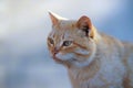 Cute ginger cat closeup portrait with dirty face Royalty Free Stock Photo